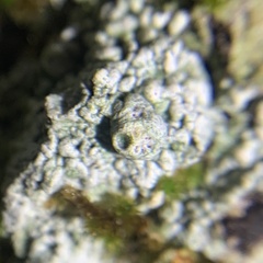 Pertusaria paratuberculifera
