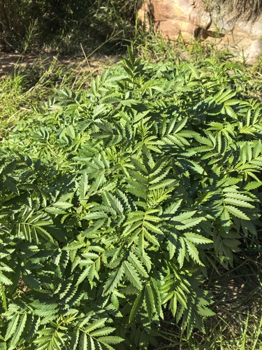 Melianthus comosus, photograph 5