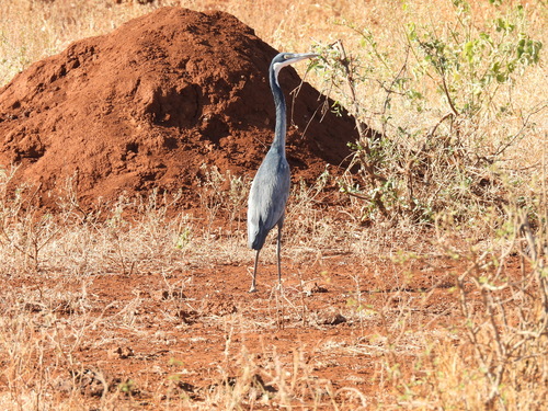 iNaturalist image
