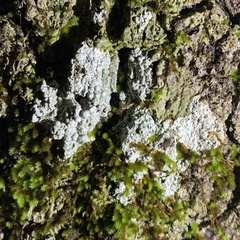 Pertusaria paratuberculifera
