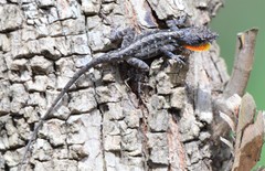 Anolis sagrei