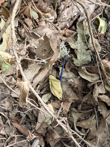 Western Skink seen in Sonoma Valley