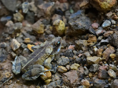Incilius aucoinae