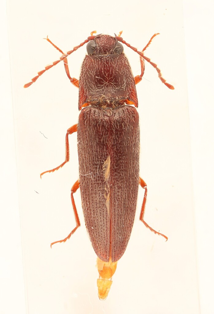 Melanotus trapezoideus