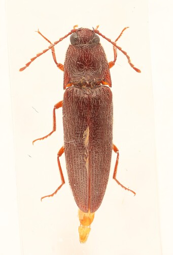 Melanotus trapezoideus