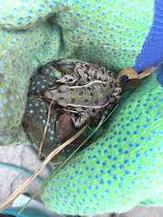 Lithobates sphenocephalus