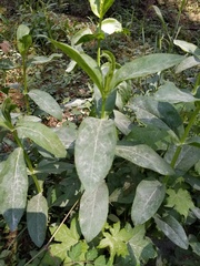Physostegia digitalis