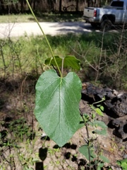 Matelea hirtelliflora