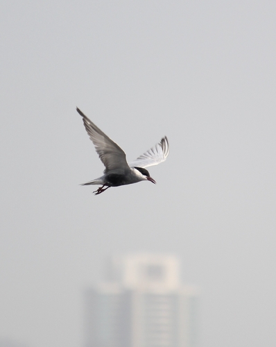 iNaturalist: (c) Pratham Rambhia, some rights reserved (CC BY-NC), uploaded by Pratham Rambhia iNaturalist image