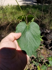 Matelea hirtelliflora