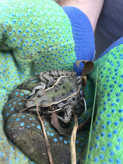 Lithobates sphenocephalus