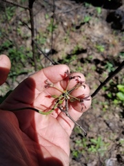 Matelea hirtelliflora