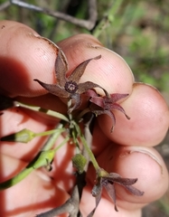 Matelea hirtelliflora