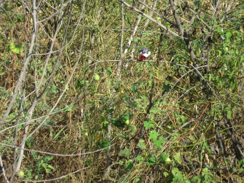 Red-cowled Cardinal