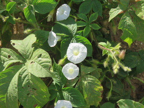 Egyptian woodrose