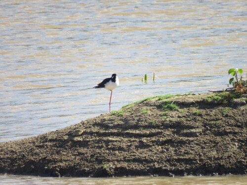 Black-necked Stilt