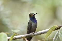Urochroa bougueri
