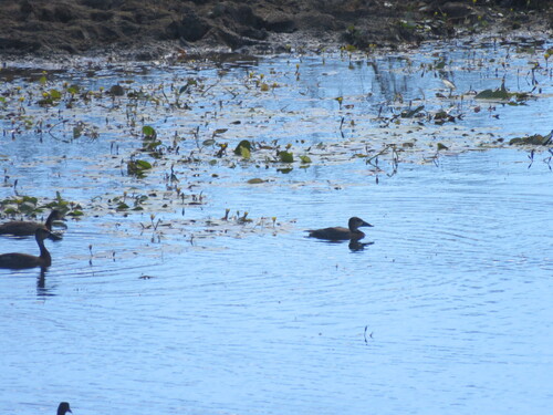 Brazilian Teal