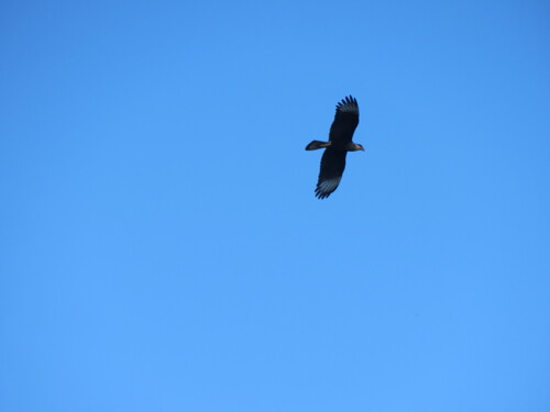 Crested Caracara