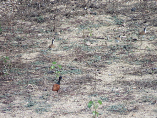 Wattled Jacana