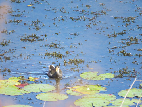 Common Gallinule