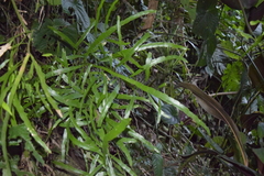 Muehlenbeckia platyclada