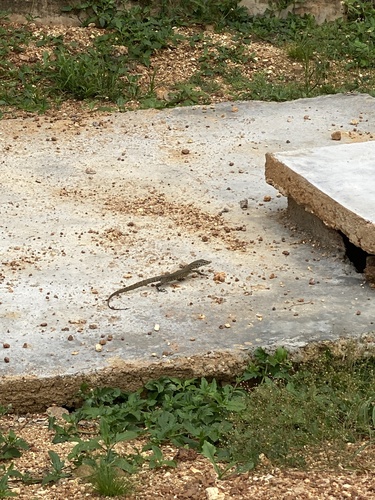 Nile Monitor