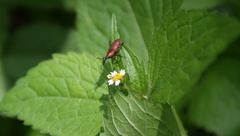 Rhodobaenus sanguineus
