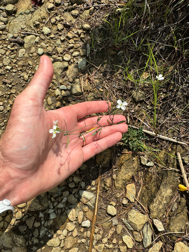 Arabidopsis lyrata, photograph 6