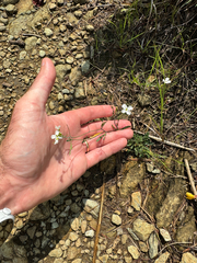 Arabidopsis lyrata, photograph (c) Kevin Speray, some rights reserved (CC BY)