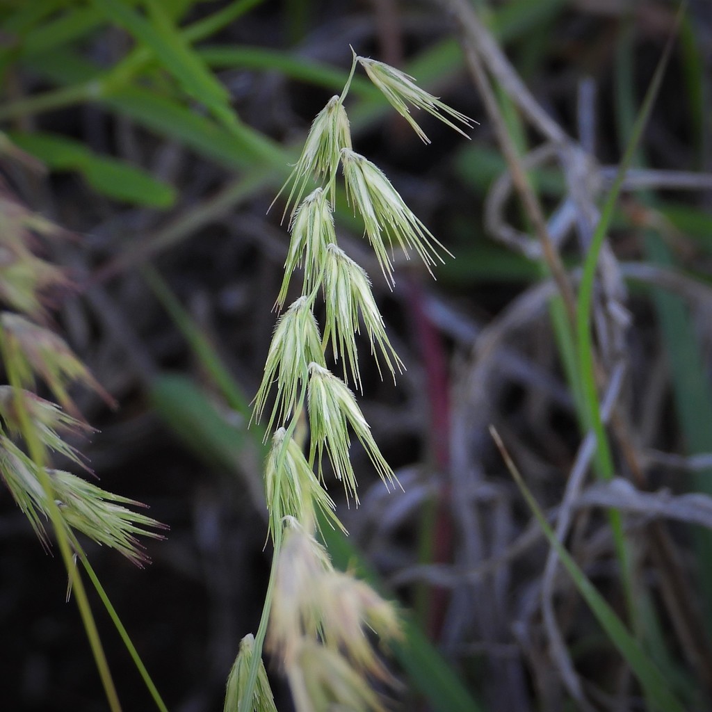 Triplathera