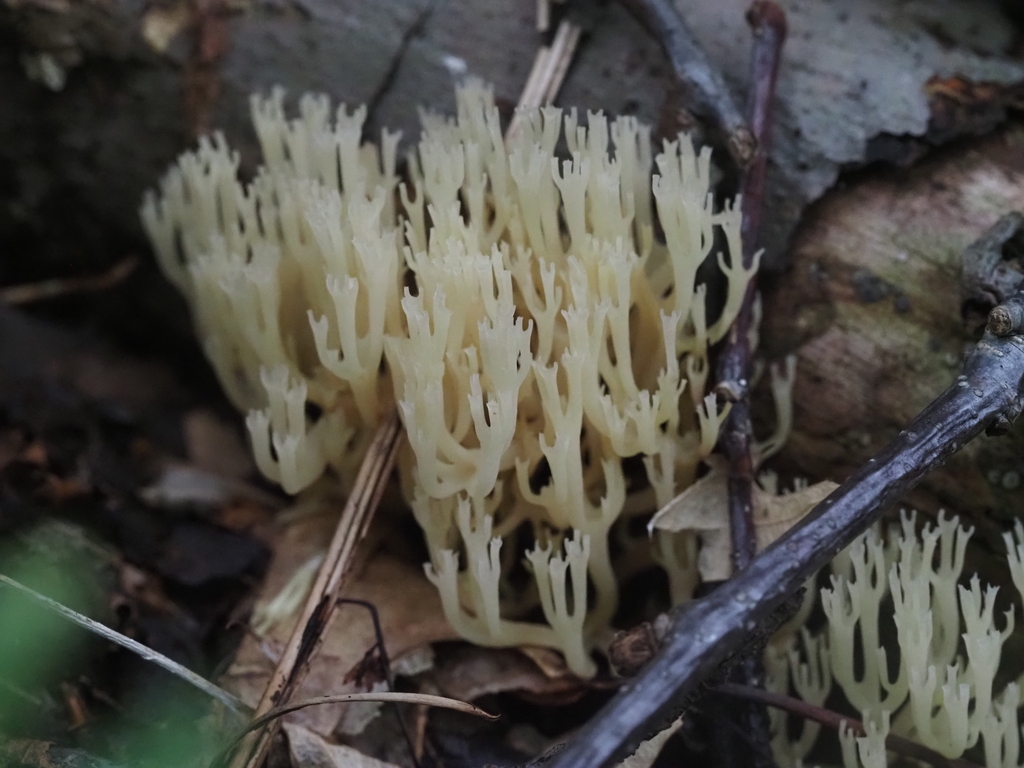 crown-tipped coral fungus · July 2026 · photo: Photo: (c) Summit Metro Parks, some rights reserved (CC BY) · iNaturalist