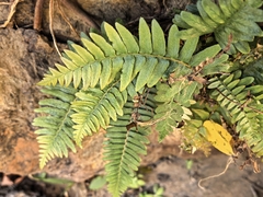 Blechnum australe, photograph author not stated, no rights reserved