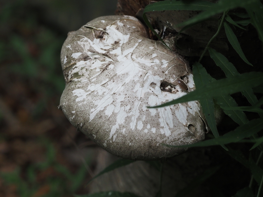 birch polypore · July 2026 · photo: Photo: (c) Summit Metro Parks, some rights reserved (CC BY) · iNaturalist