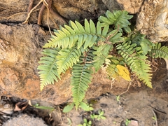 Blechnum australe, photograph author not stated, no rights reserved