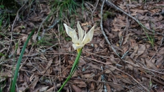 Irideae