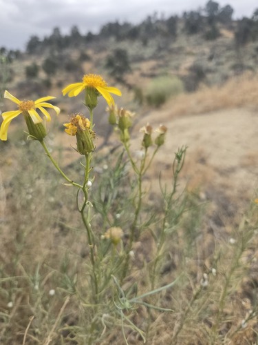 Senecio flaccidus