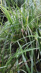 Carex geminata