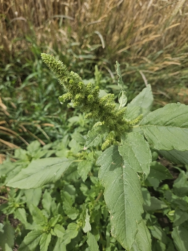 Redroot Amaranth