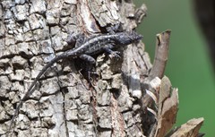 Anolis sagrei