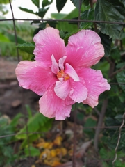 Hibiscus rosa-sinensis
