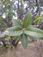 Quercus peninsularis