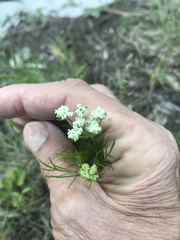 Bifora americana