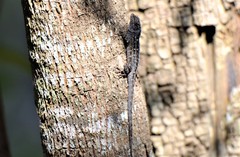 Anolis sagrei