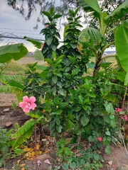 Hibiscus rosa-sinensis