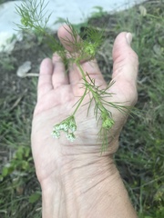 Bifora americana