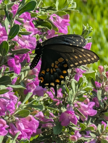 Eastern Black Swallowtail
