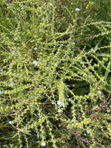 two-rowed stickseed
