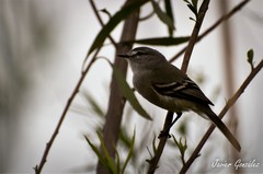 Serpophaga griseicapilla