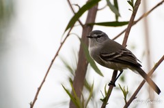 Serpophaga griseicapilla